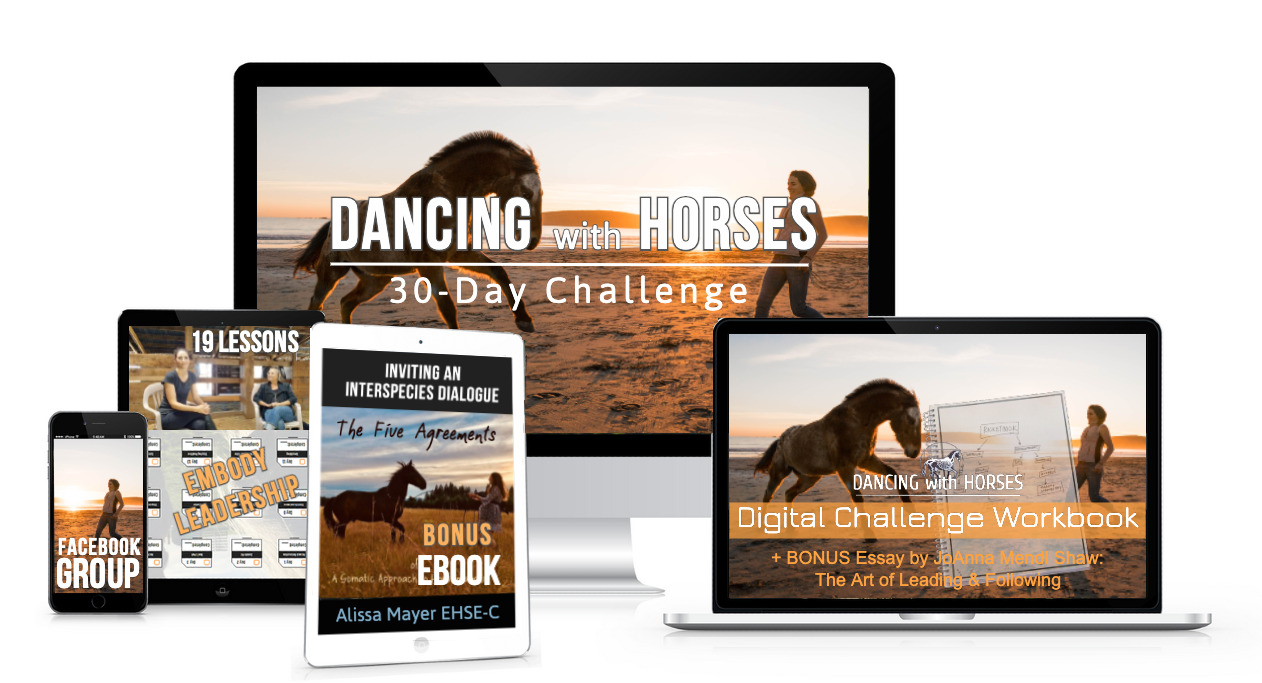 5 Reasons to try Dancing with Horses