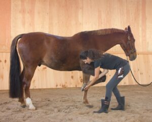 Equine Hanna Somatics initial pick-up with Alissa Mayer.