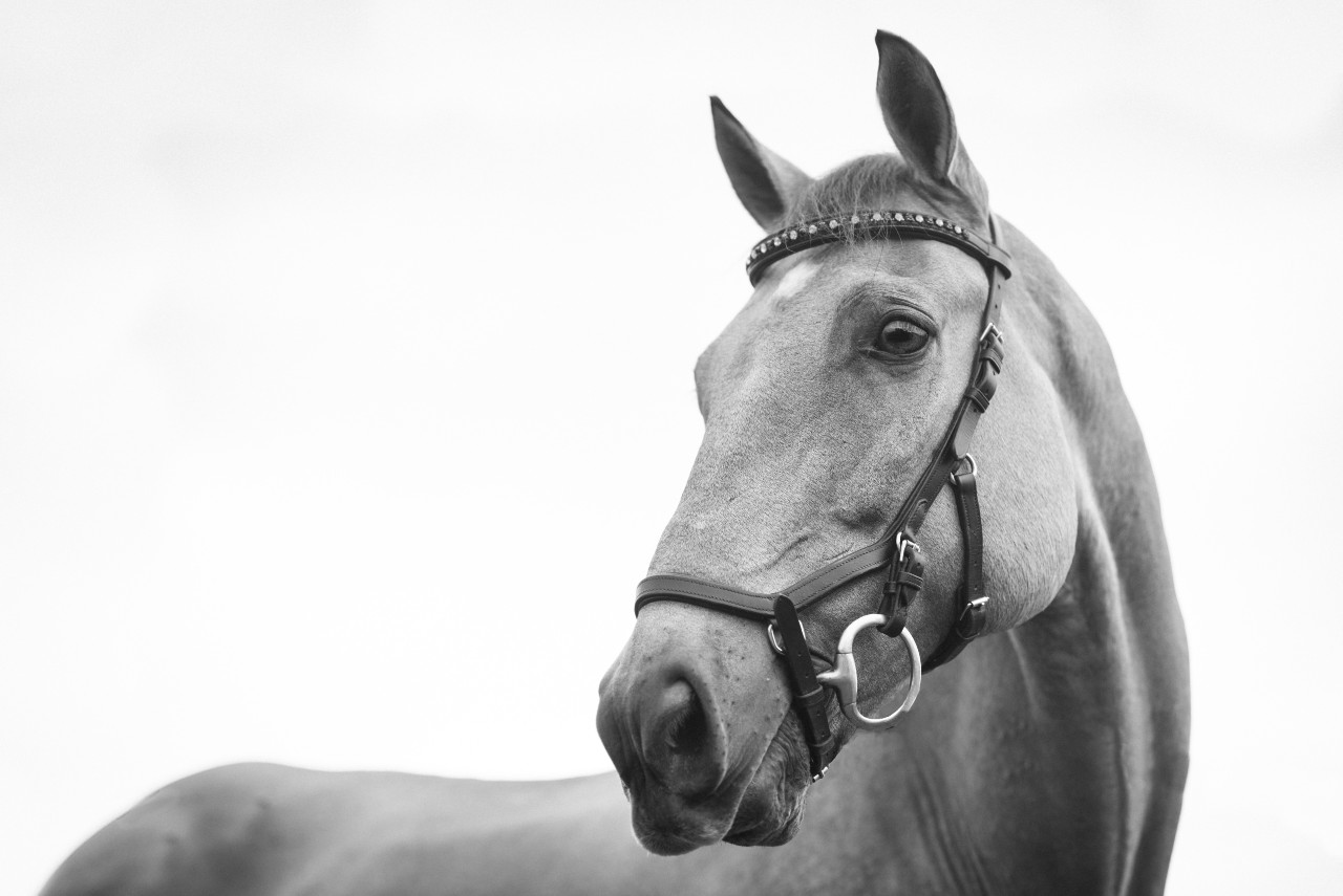 7 Tips to Ride with a Soft and Following Hand
