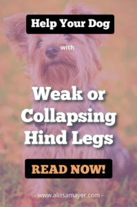Help your dog with back legs collapsing