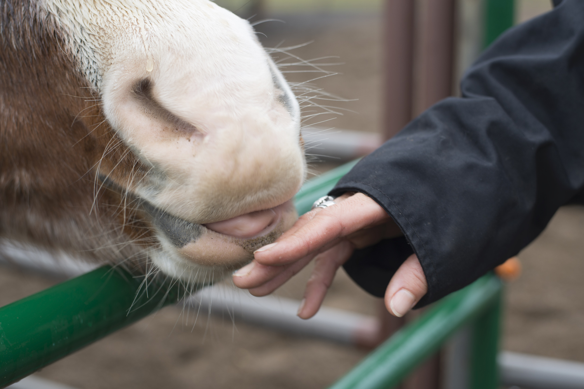 Bond with a horse