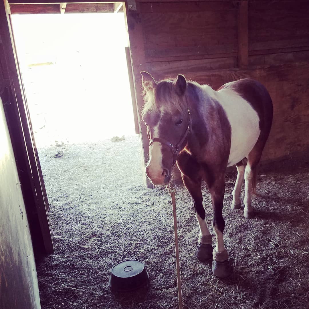 foundered pony