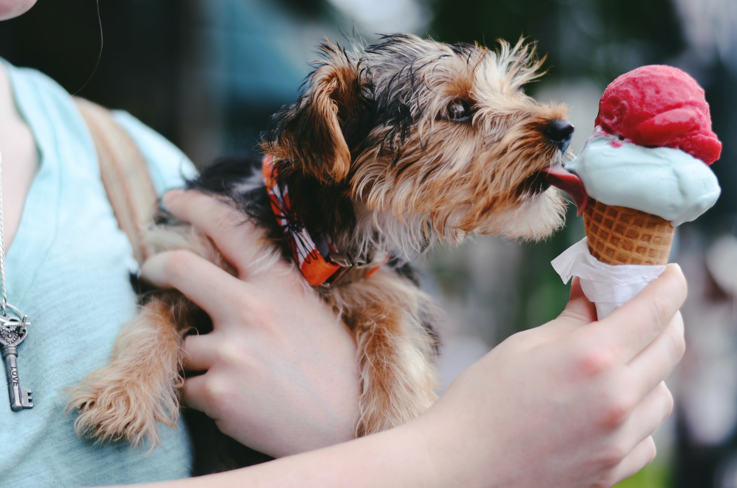 Yorkie dog helped by Canine Hanna Somatics™