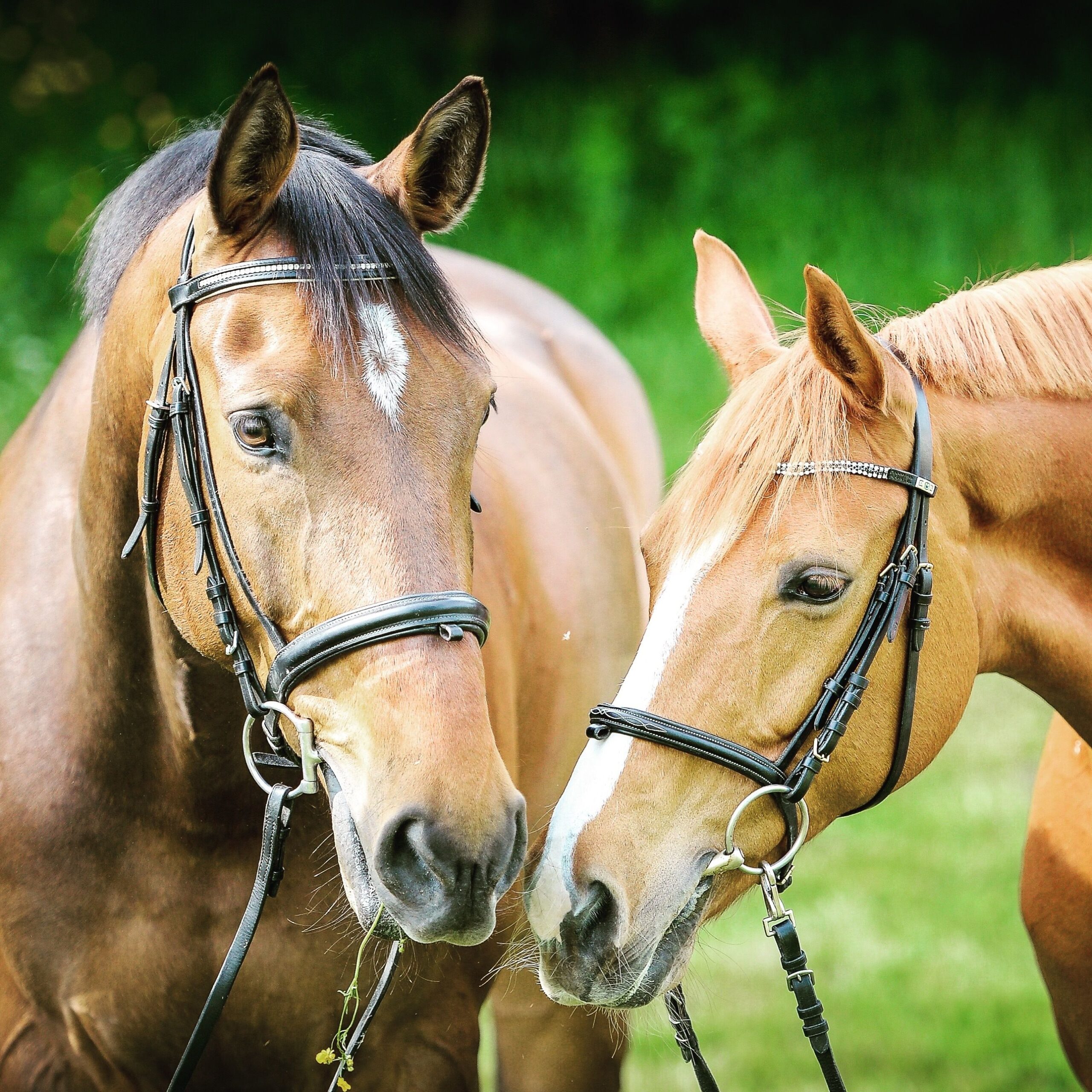 How to Hold the Reins When Riding a Horse