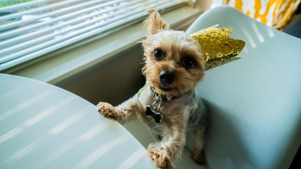 Pain-free pup after Canine Hanna Somatics helped with his weak hind legs