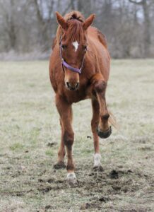 Horse pawing in a muddy pasture, may have a thrush infection of the hoof...