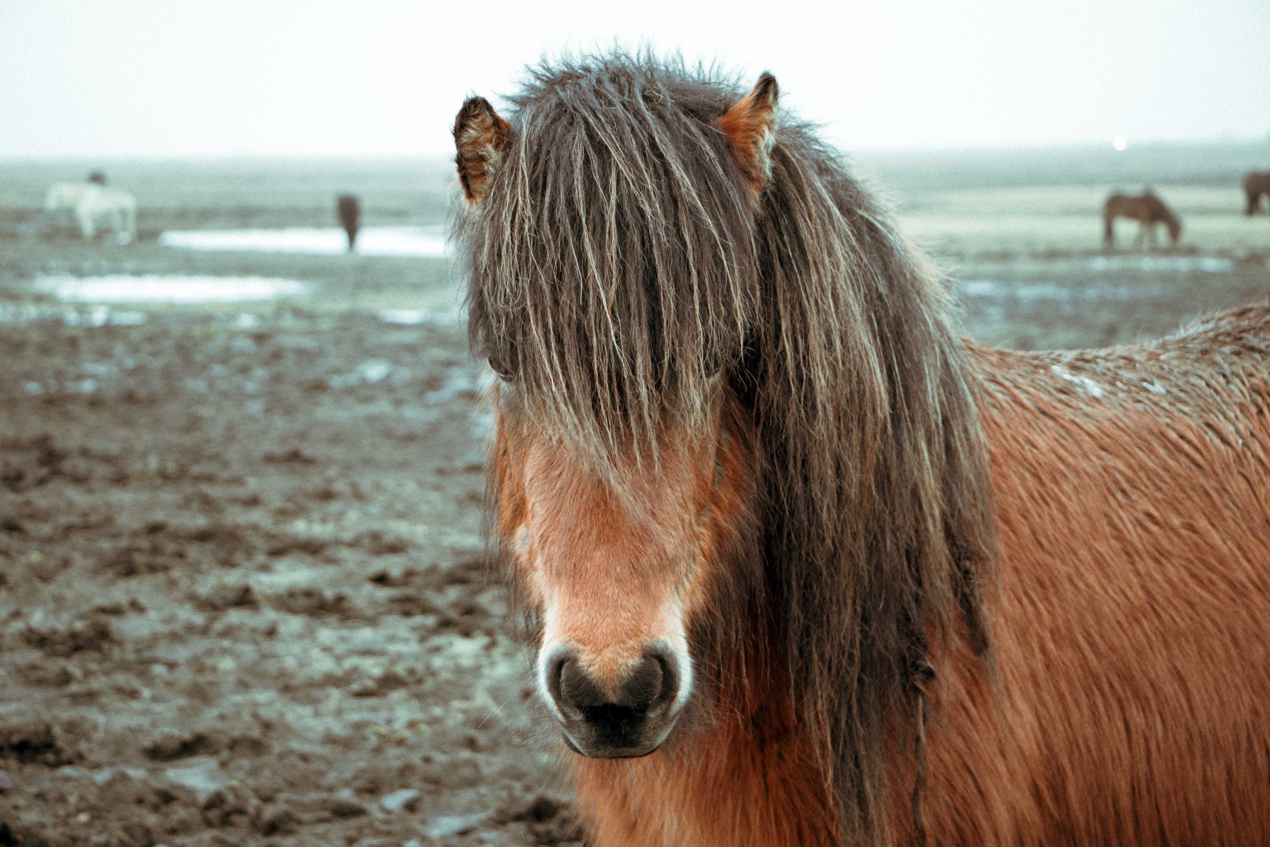 Homemade Thrush Treatment and Prevention for Horses