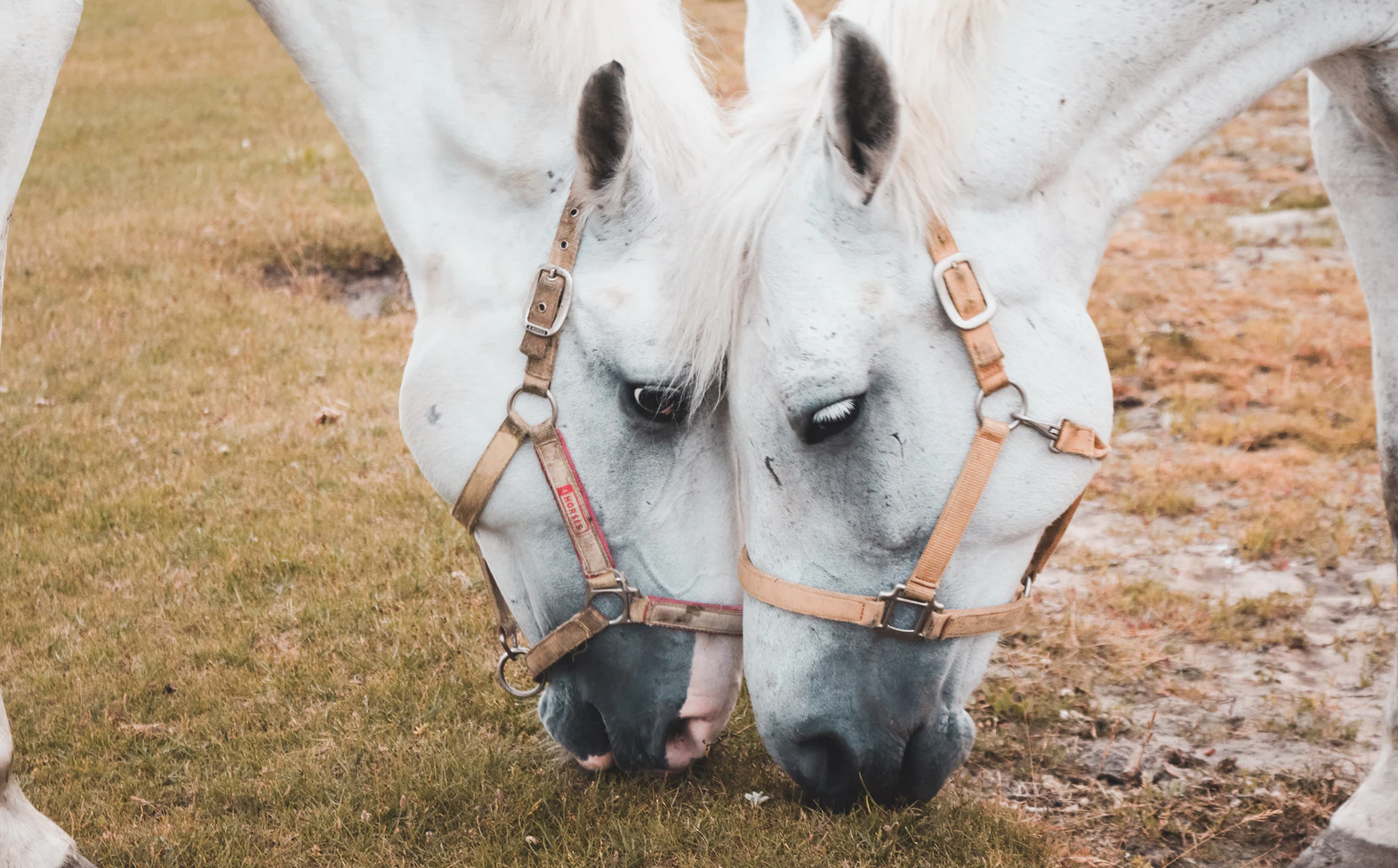 Want to stop a horse from diving for grass?